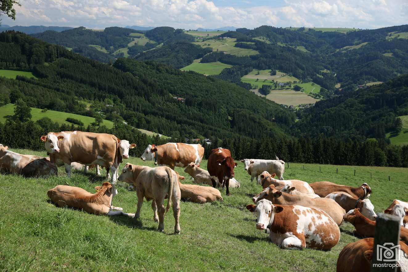 001_Panorama-Hoehenweg_Hochkogel.JPG