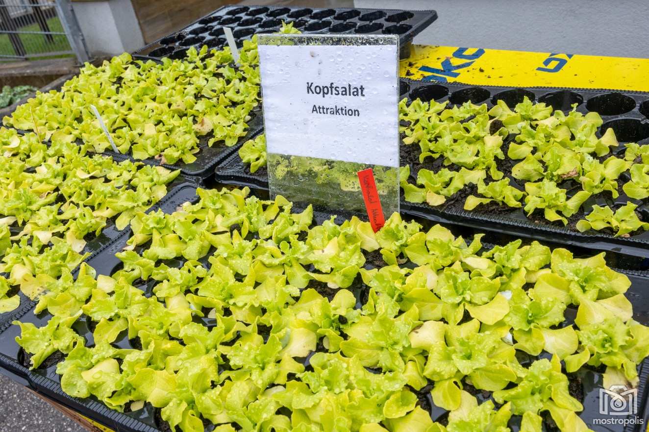 Pflanzen-Raritaeten-Markt_2025_LFS-Giesshuebl 005.jpg