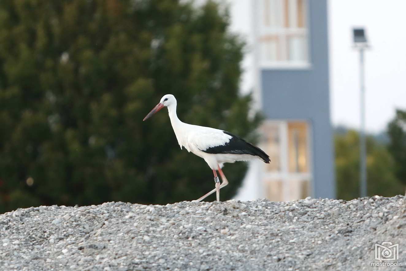 Storch Ali