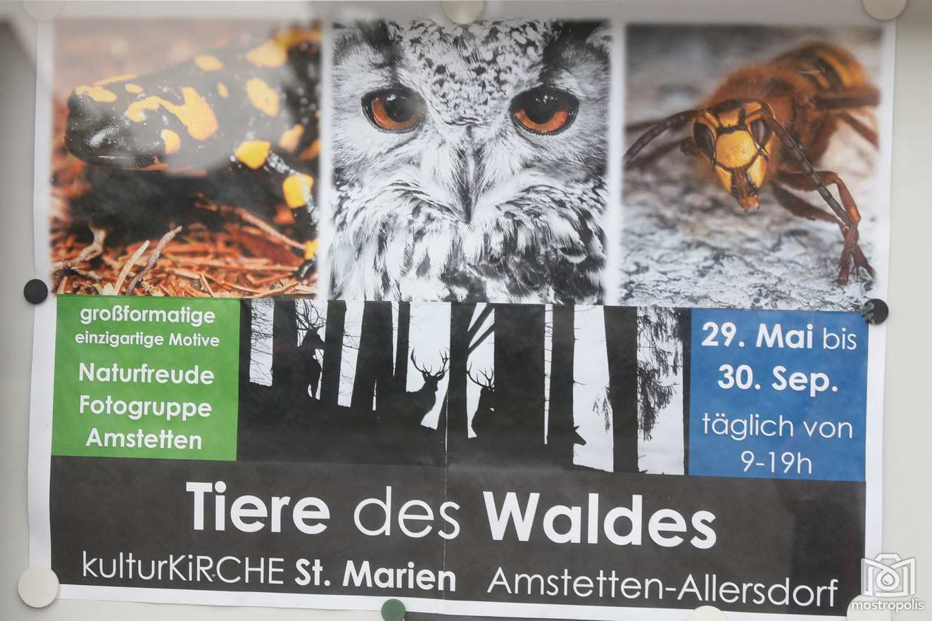 Fotoausstellung_Tiere-des-Waldes_003.JPG