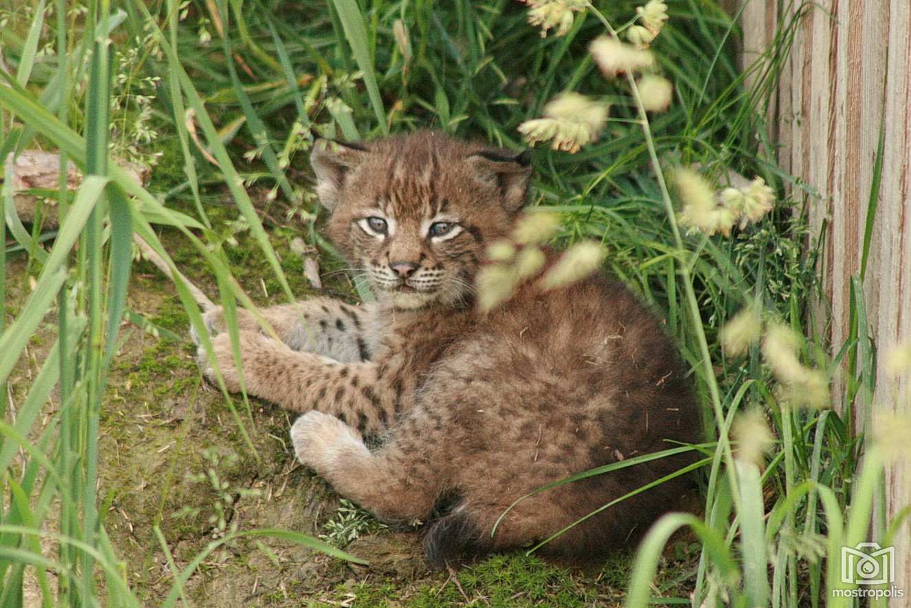 Jungtier Luchs